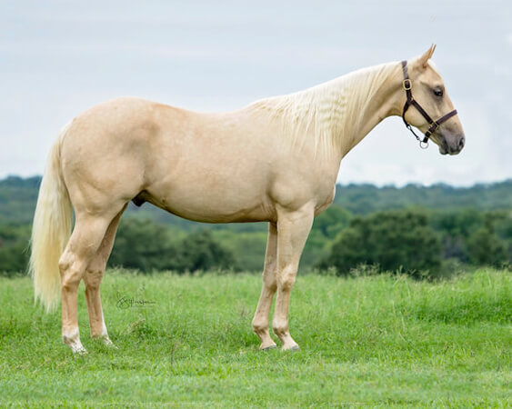 SJR Diamonds Payday - CD Diamond x Shesa Lota Cash - 2017 Palomino Colt